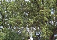 Molyhos tölgy Bátaszék