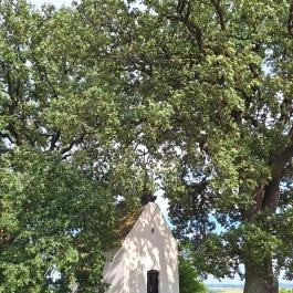 Molyhos tölgy Bátaszék - Külső kép