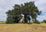 Molyhos tölgy Bátaszék