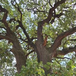 Molyhos tölgy Bátaszék - Külső kép