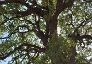 Molyhos tölgy Bátaszék