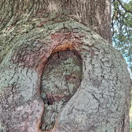 Molyhos tölgy Bátaszék - Egyéb