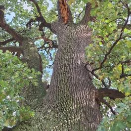 Molyhos tölgy Bátaszék - Egyéb