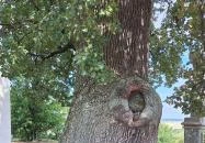 Molyhos tölgy Bátaszék