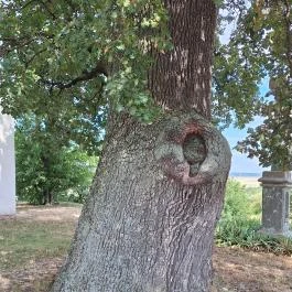 Molyhos tölgy Bátaszék - Egyéb