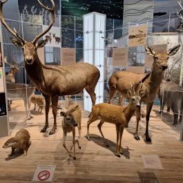 Móra Ferenc Múzeum, Szeged - Egyéb