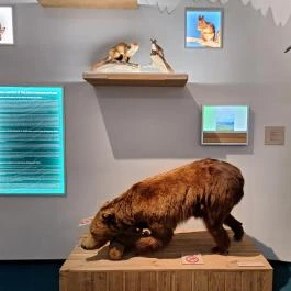 Móra Ferenc Múzeum, Szeged - Egyéb