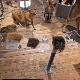 Móra Ferenc Múzeum, Szeged - Egyéb