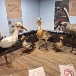 Móra Ferenc Múzeum, Szeged - Egyéb