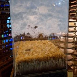 Móra Ferenc Múzeum, Szeged - Egyéb