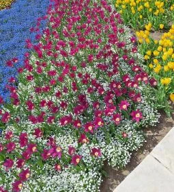 Móra Ferenc Múzeum