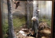 MTM Bakonyi Természettudományi Múzeuma Zirc