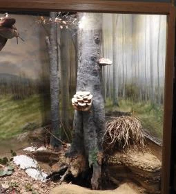 MTM Bakonyi Természettudományi Múzeuma