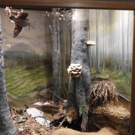 MTM Bakonyi Természettudományi Múzeuma Zirc - Egyéb