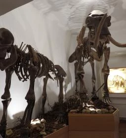 MTM Bakonyi Természettudományi Múzeuma