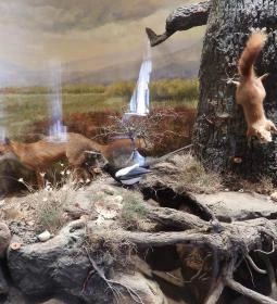 MTM Bakonyi Természettudományi Múzeuma