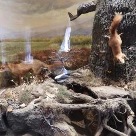 MTM Bakonyi Természettudományi Múzeuma Zirc - Egyéb