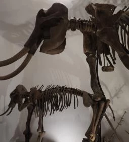 MTM Bakonyi Természettudományi Múzeuma