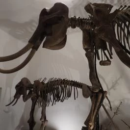 MTM Bakonyi Természettudományi Múzeuma Zirc - Egyéb