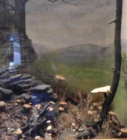 MTM Bakonyi Természettudományi Múzeuma