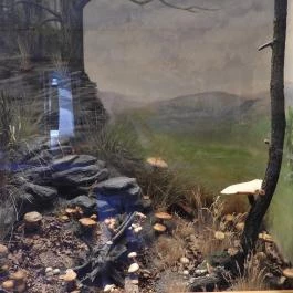 MTM Bakonyi Természettudományi Múzeuma Zirc - Egyéb