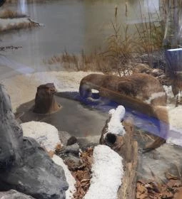 MTM Bakonyi Természettudományi Múzeuma