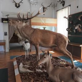 MTM Bakonyi Természettudományi Múzeuma Zirc - Egyéb