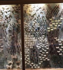 MTM Bakonyi Természettudományi Múzeuma