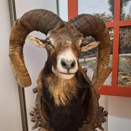 Munkácsy Emlékház Békéscsaba - Egyéb