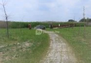 Nádirigó tanösvény Tiszakécske