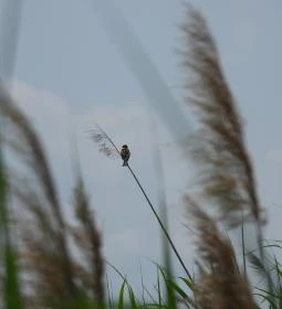 Nádirigó tanösvény