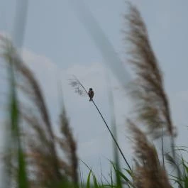 Nádirigó tanösvény Tiszakécske - Külső kép