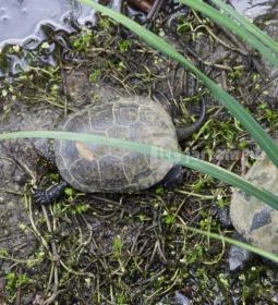 Nádirigó tanösvény