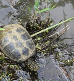 Nádirigó tanösvény