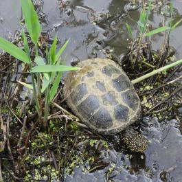 Nádirigó tanösvény Tiszakécske - Egyéb