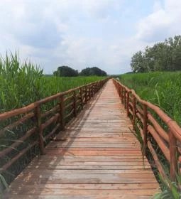 Nádirigó tanösvény