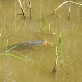 Nádirigó tanösvény Tiszakécske - Egyéb