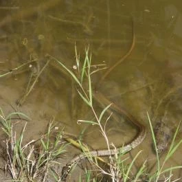Nádirigó tanösvény Tiszakécske - Egyéb