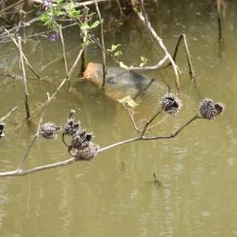 Nádirigó tanösvény Tiszakécske - Egyéb