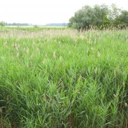 Nádirigó tanösvény Tiszakécske - Külső kép