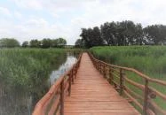 Nádirigó tanösvény Tiszakécske