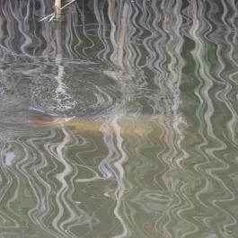 Nádirigó tanösvény Tiszakécske - Egyéb