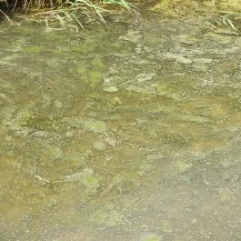 Nádirigó tanösvény Tiszakécske - Egyéb