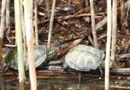 Nádirigó tanösvény Tiszakécske