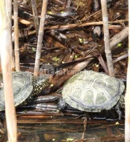 Nádirigó tanösvény