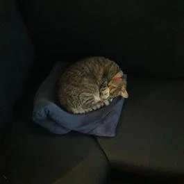 Napfény Presszó, Dömös - Belső