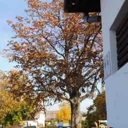 Neked Főztem, Zánka - Egyéb