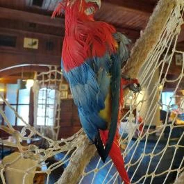 Nelson Pub Étterem & Cukrászda, Hajdúszoboszló - Egyéb