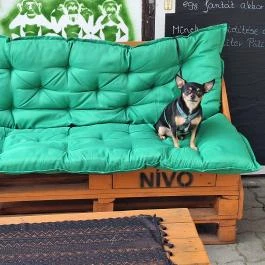 Nívó Söröző Tapolca - Egyéb