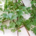 Noah Étterem Fertőrákos - Egyéb